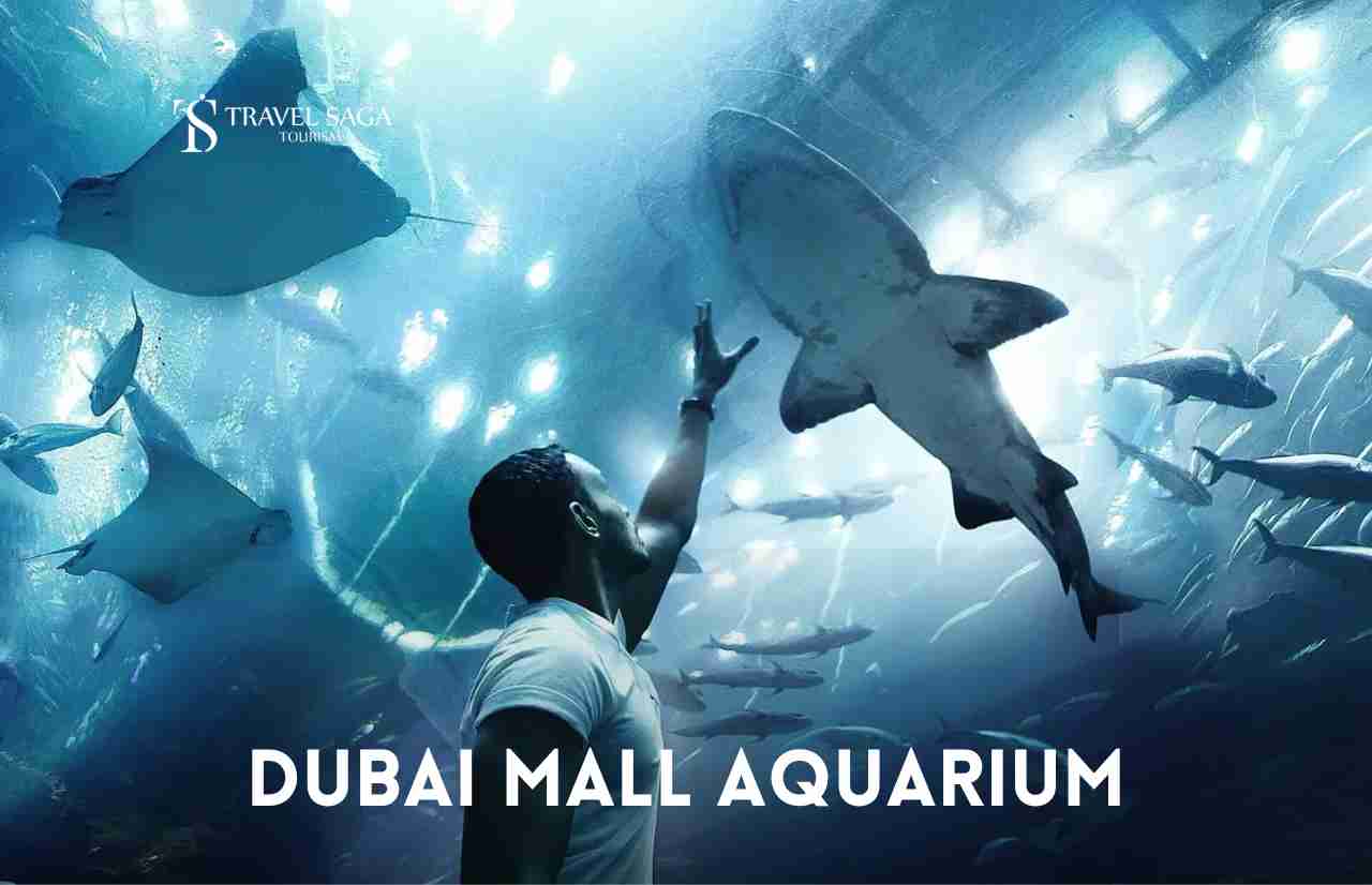 dubai mall aquarium thumbnail travel saga tourism