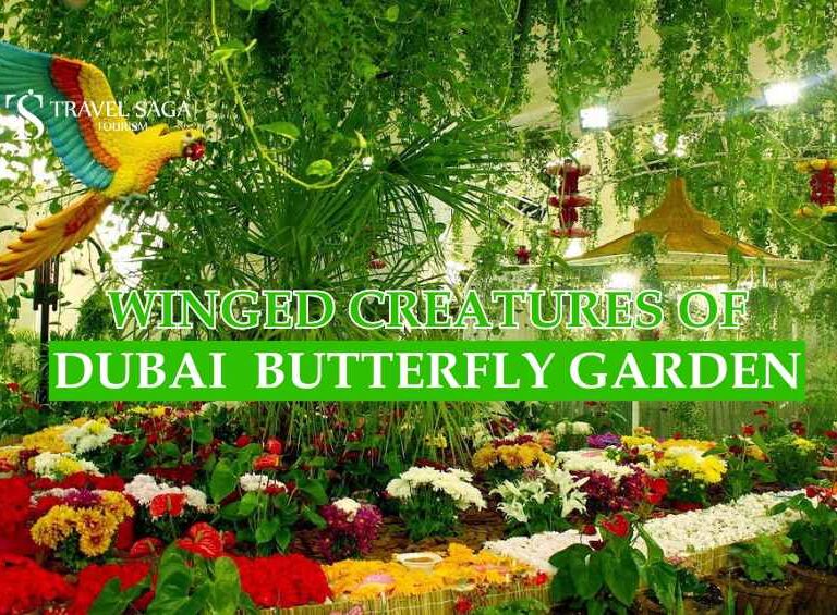 Dubai Butterfly Garden blog banner by Travel Saga Tourism