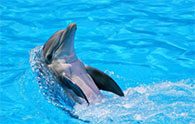 Dolphin Swim During the Show